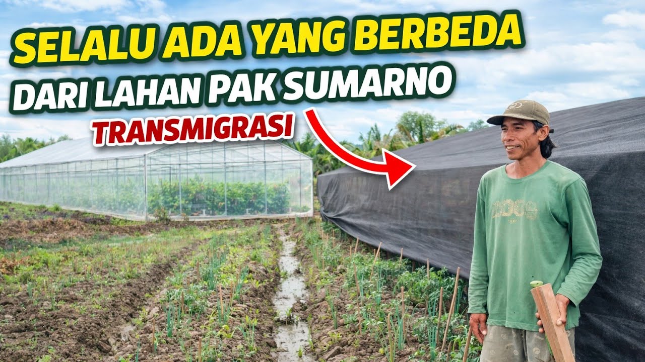 KONSEP PERTANIAN DI LAHAN PAK SUMARNO SEMAKIN NYATA, TRANSMIGRAN ASAL PACITAN, 