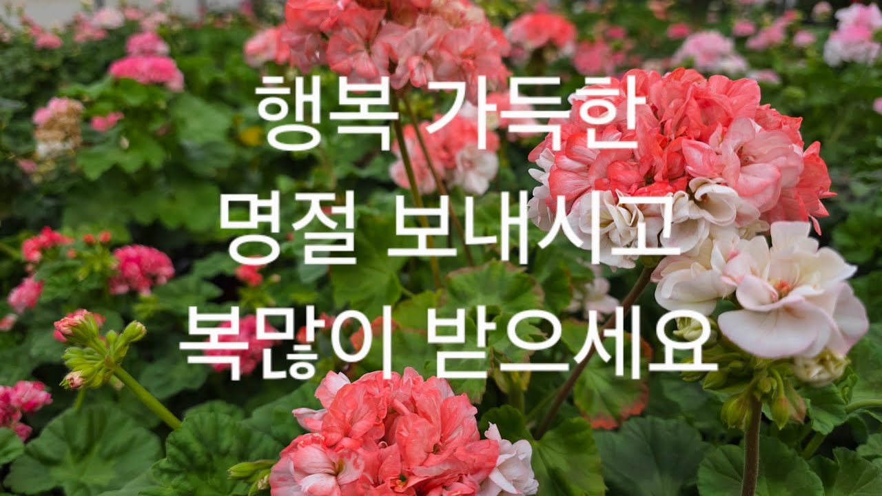 대전 유성구 용계동448-3 에 워치한 고운꽃제라 꽃놀이터 입니다