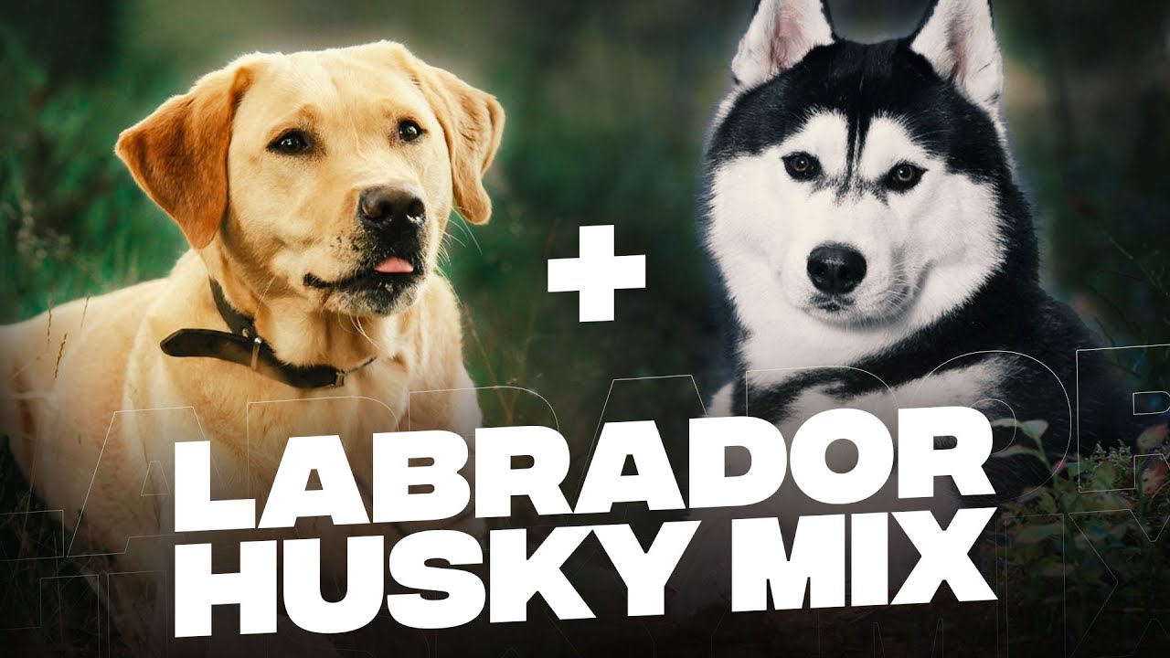 Husky MIX Labrador:YOUR Complete GUIDE