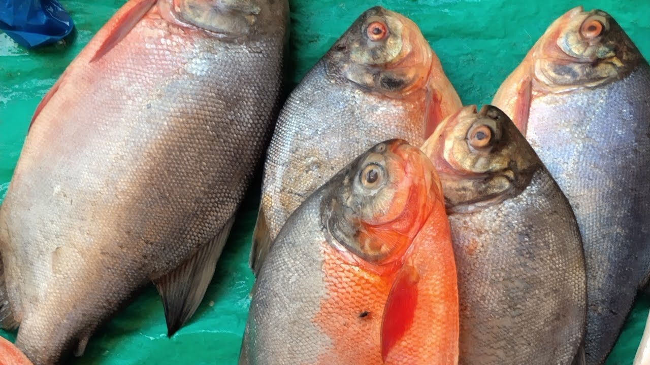 Rishu Fish is live! Machhali cutting ka video live mein🐟🐟🐟🐟