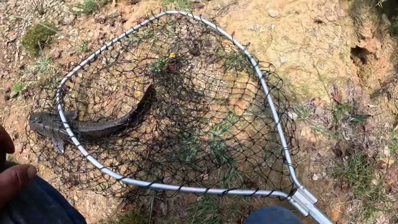 Fishing a small carp pond  (goulash packbait) #carpfishing