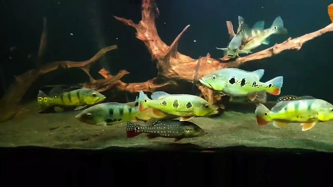 Arowana; Cichla ocellaris; Cichla orinocensis, kelberi, аzul, temensis; Stingray