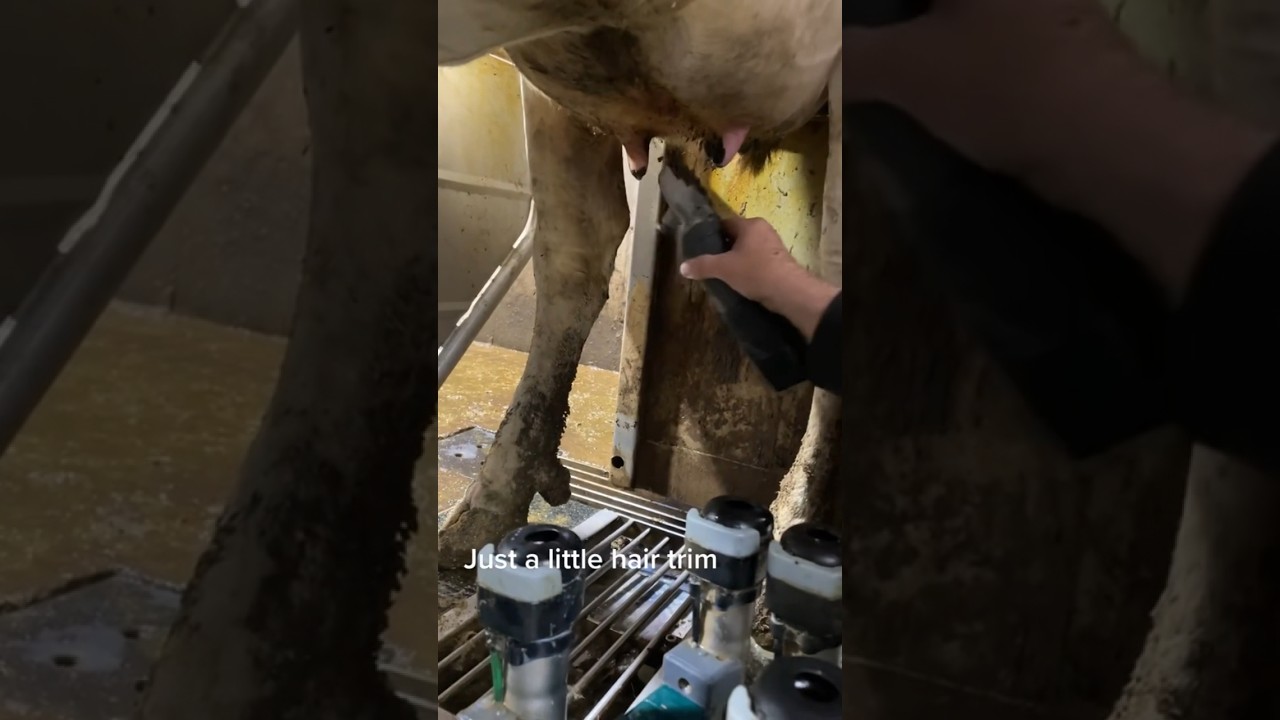 Forced udder shearing #udder