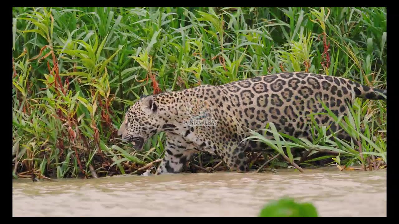 Santa Rosa Lodge | Hospedagem de Luxo no Pantanal Norte (Porto Jofre) – Tour Completo