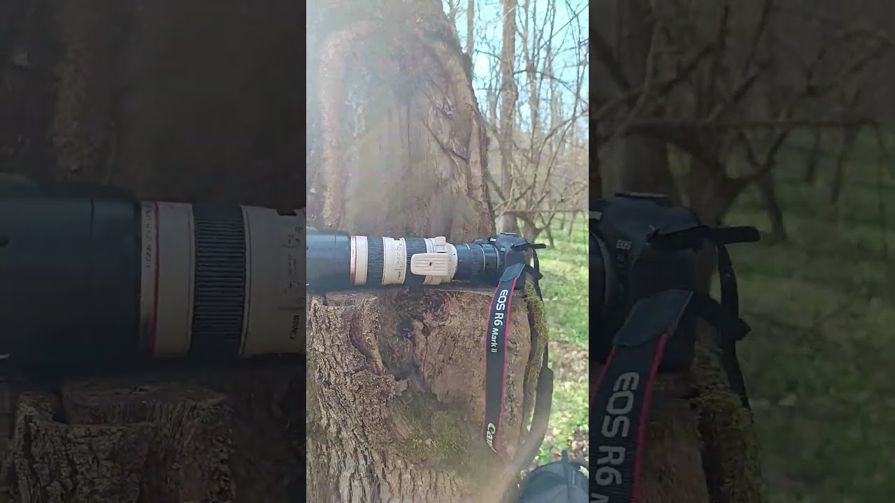 wild canon R6 Mark II in the forrest