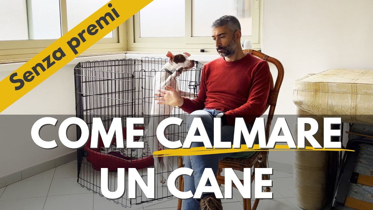 Come calmare il tuo cane se è agitato.