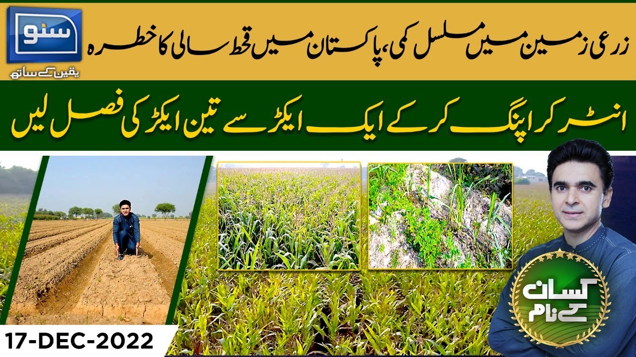 How to do intercropping, How to get 3 crops from one acre | Kisan Kay Naam | 17 Dec 22 | SUNO TV