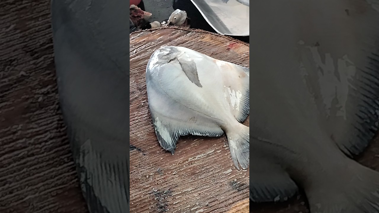 big paplet fish cutting #fishcuting #fishcooking #food #fishcutting #howtocutbigfishinmarket