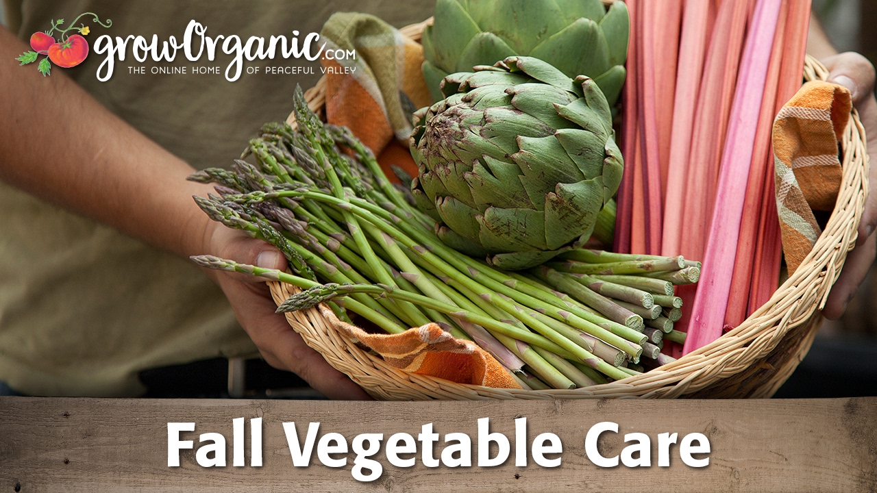 Fall Vegetable Care: Artichokes, Asparagus, Horseradish, Jerusalem Artichoke, and Rhubarb