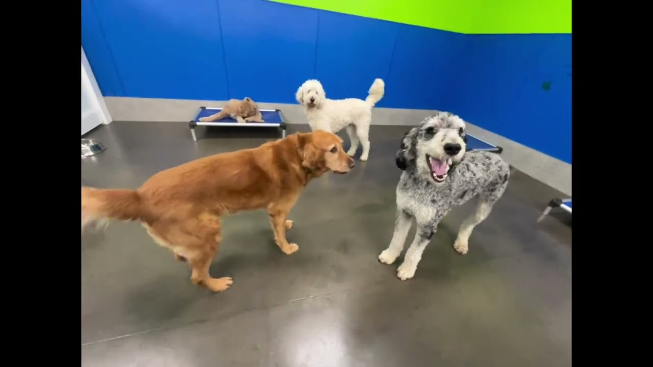 🐾💙Wag-Tastic Wednesday!💙🐾