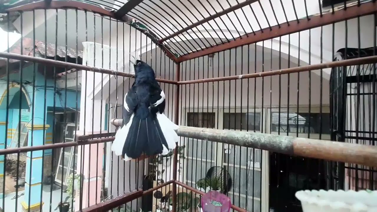 KACER Musuh PASTI KONSLET NEMBAK ISIAN MATERI,PANCINGAN KACER GACOR