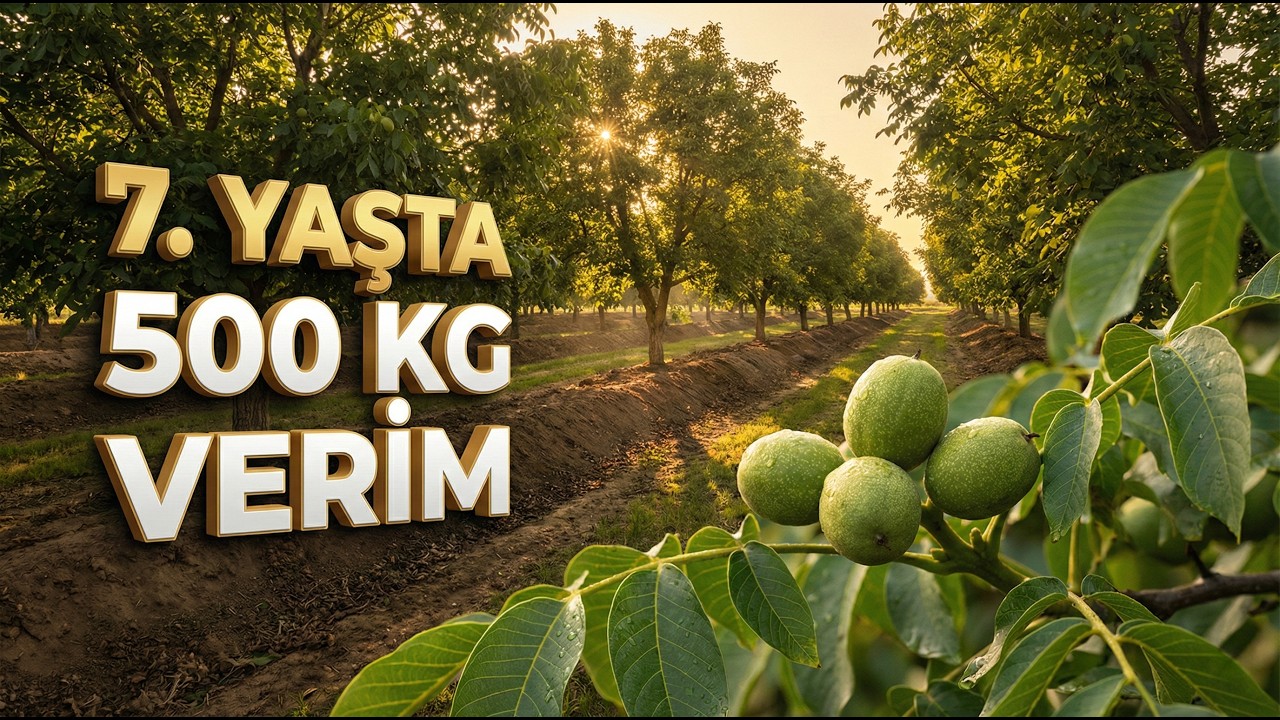 Hiç Budanmayan Ceviz Bahçesinde 500kg Kaç Yaşında Alınır.