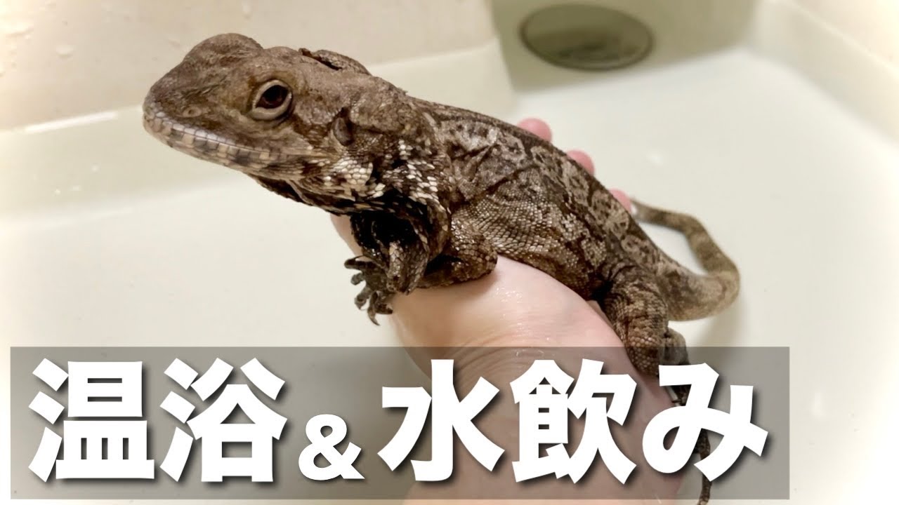 エリマキトカゲ、水を飲むの巻