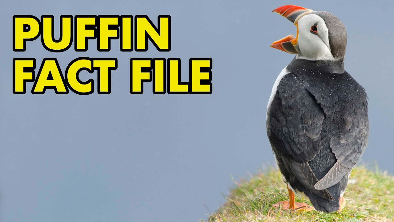 Puffin: Fact File (British Wildlife Facts)
