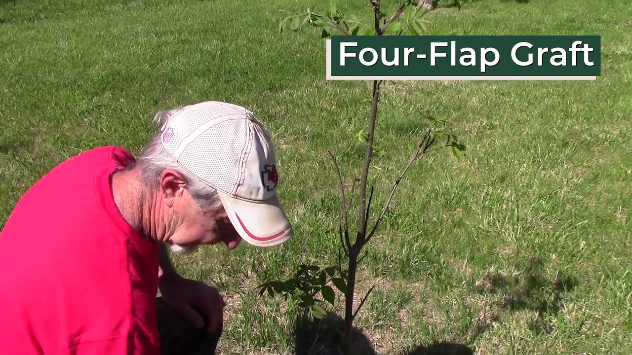 Four-Flap Graft