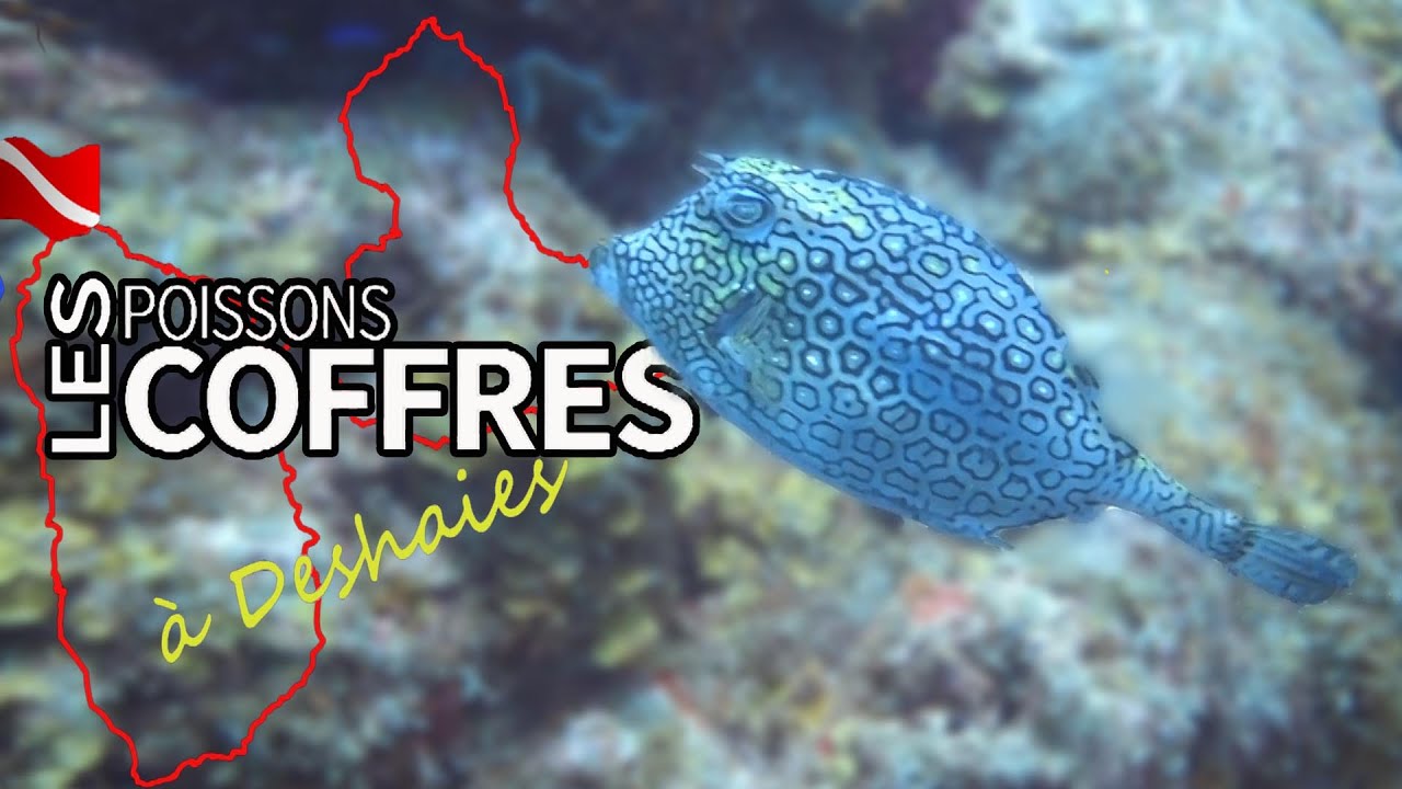 Plongée en Guadeloupe : les poissons coffres