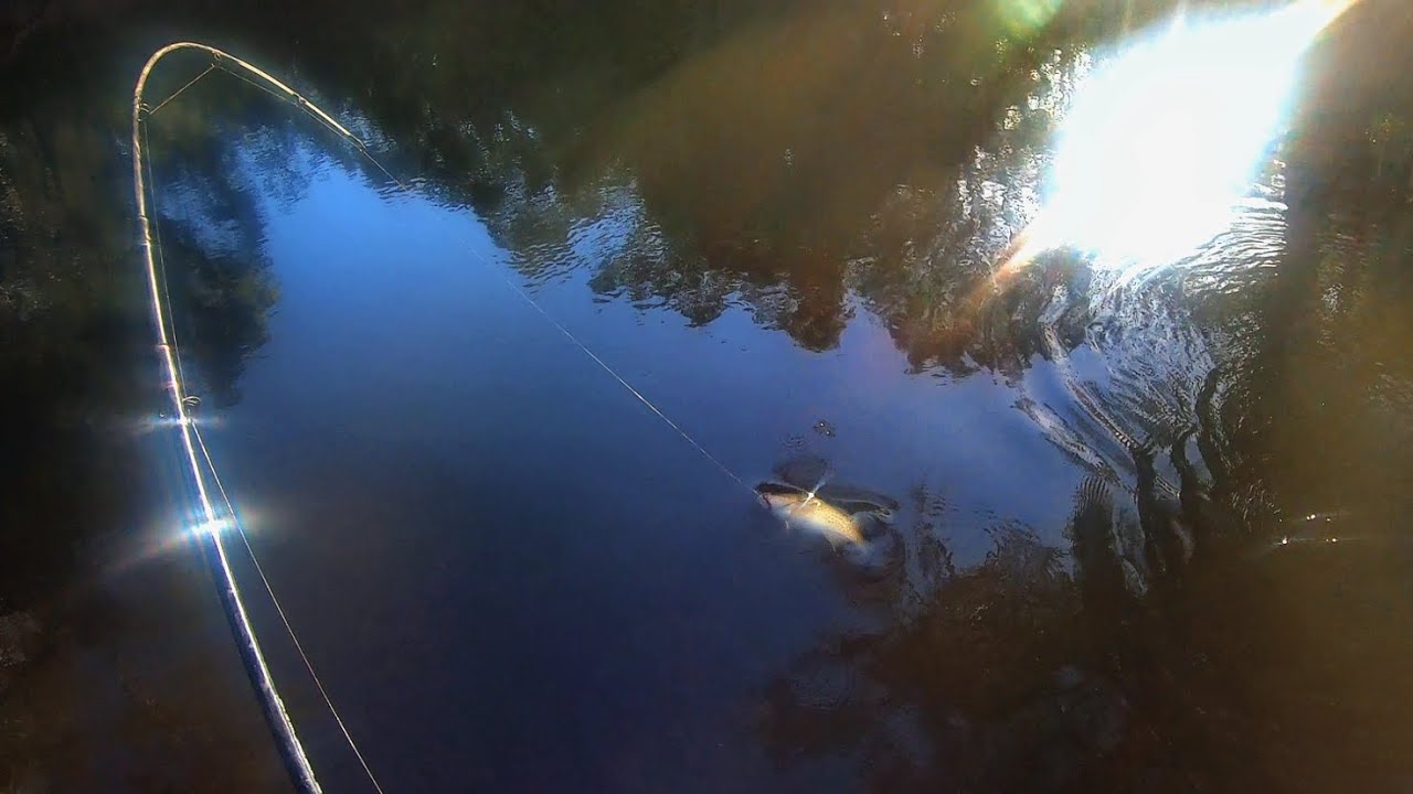 You never know what you might catch fishing in a mixed fishery