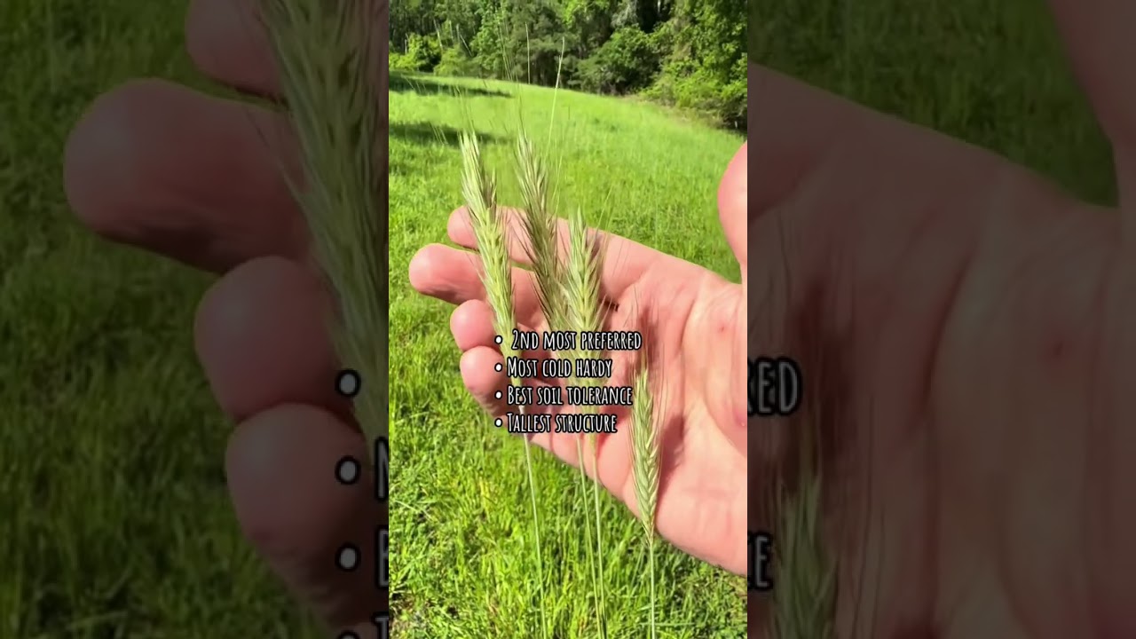 Rye, Wheat or Oats for Deer Food Plots? #foodplots #deer #deerhabitat #deerhunting
