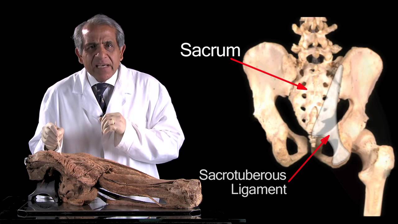 Funky Anatomy EXAM QUESTIONS Gluteal Region