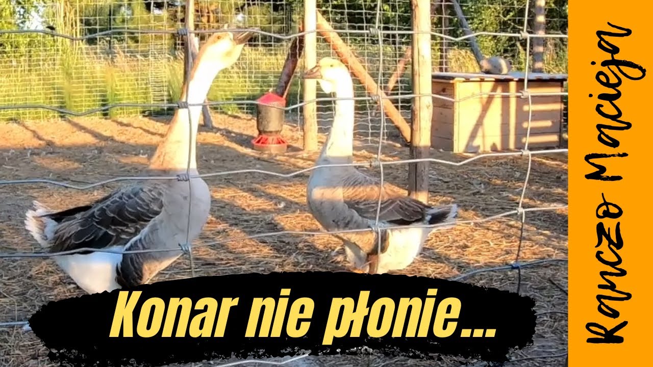 Guciowi konar nie płonie 😀 #148