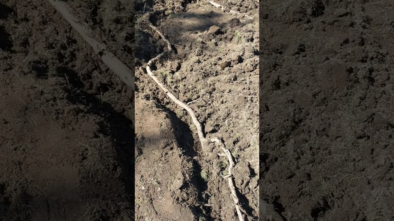 RARE FIND!!! Pacific Northwest Underground Anaconda.