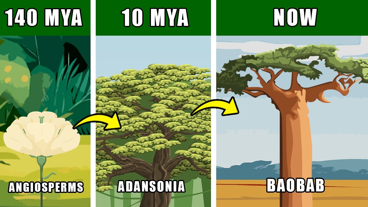 Baobab Family Tree Evolution: What Were Baobab Ancestors and Ancient Cousins