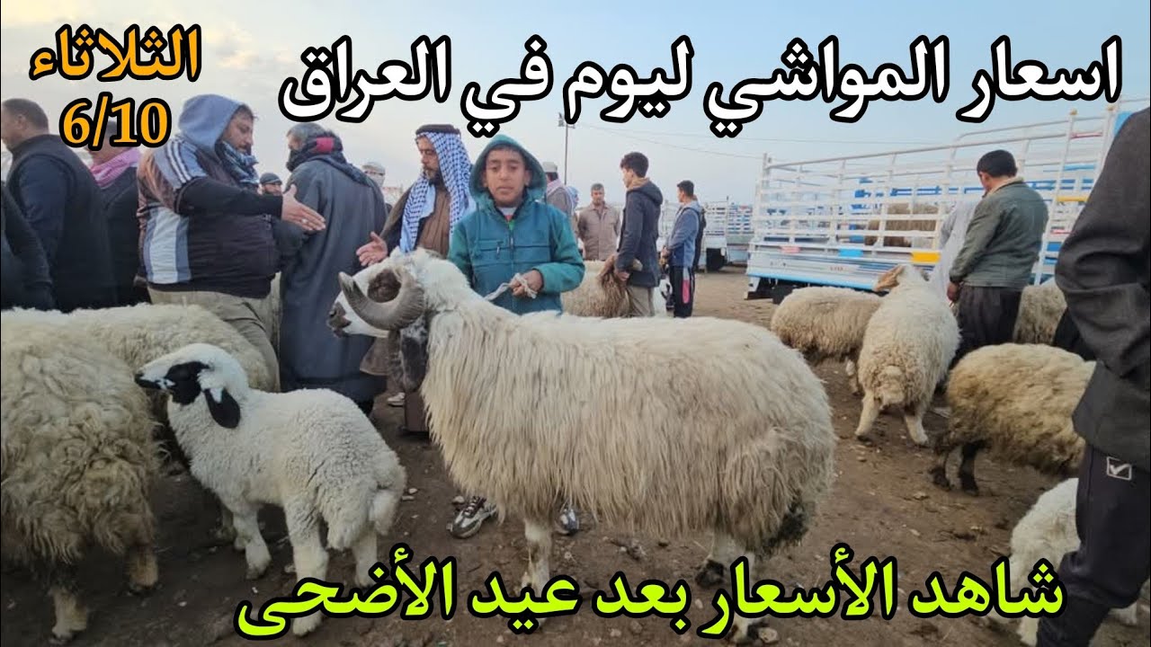 أسعار المواشي و الاغنام في العراق . جوبه حلال التاجي يوم الثلاثاء 6/10 ركود الأسعار مع قله الاغنام