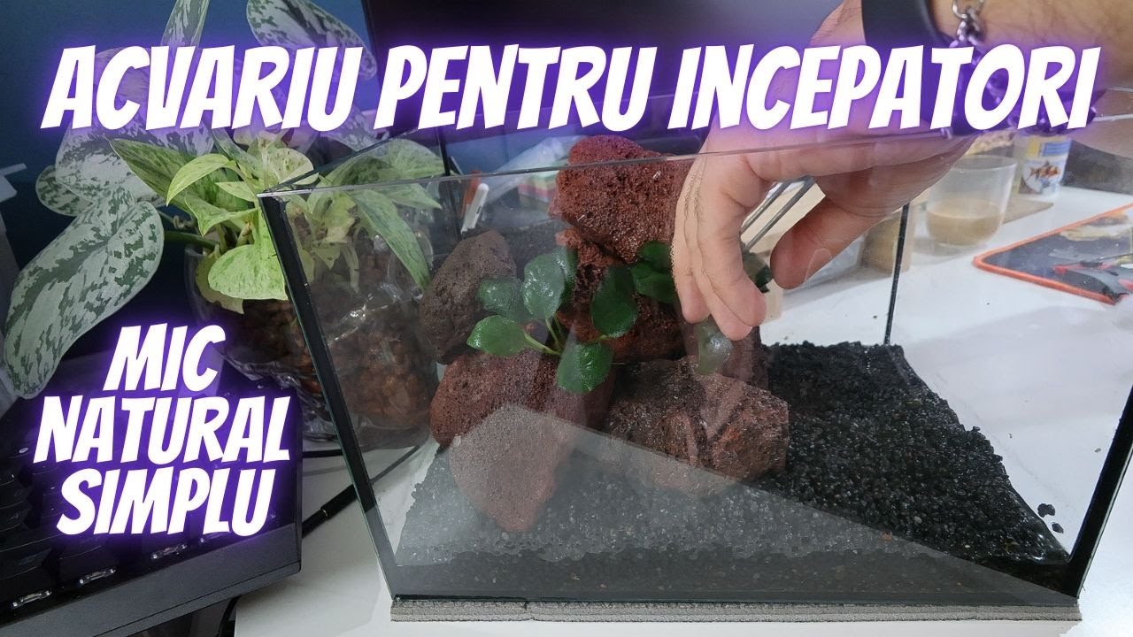 CUM SA FACI UN ACVARIU SIMPLU, DAR FRUMOS