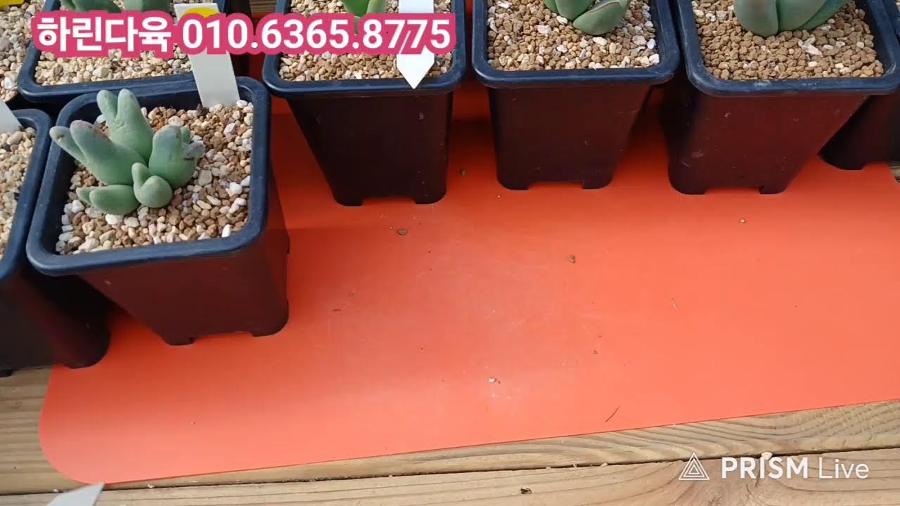 하린다육🐦🐂26.1.24 오전 10시30분 .방송 라이브 방송 많은 응원 부탁 드립니다^
