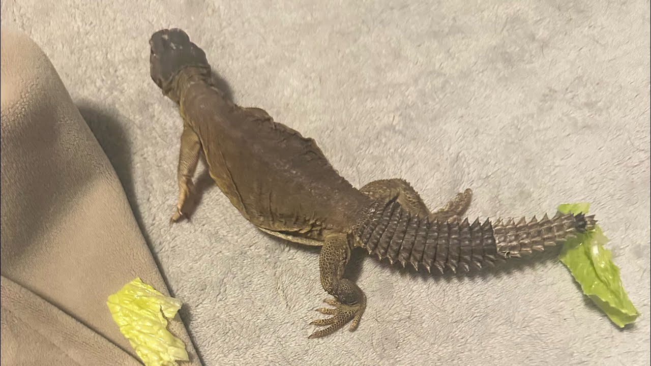 Spike