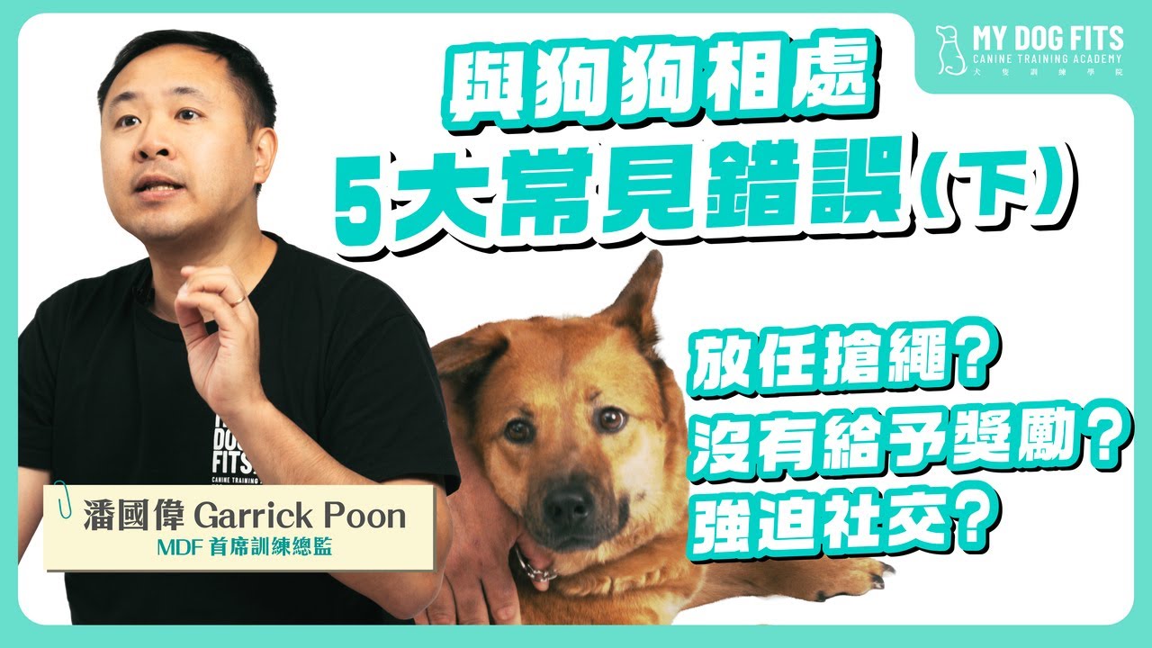 放任搶繩？強迫狗狗Social？與狗狗相處🐶五大主人常見錯誤｜犬隻訓練師教你正確方法！（下）｜MDF