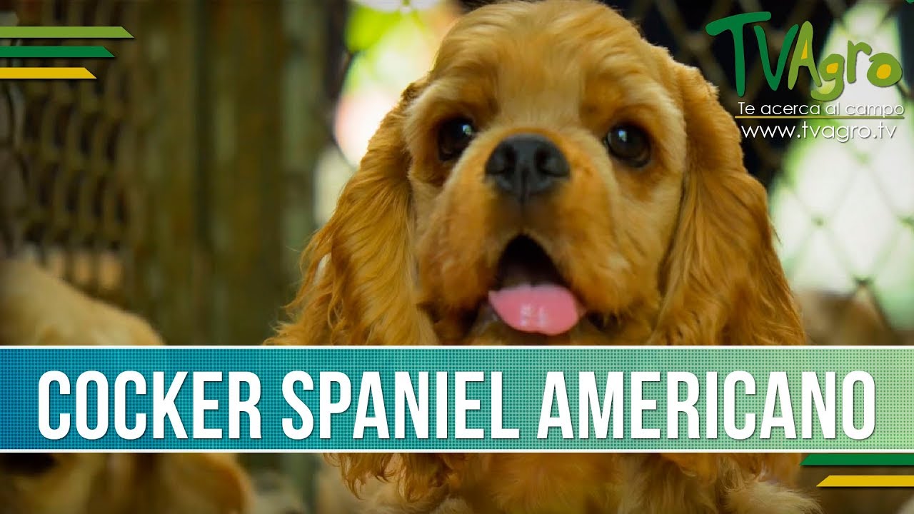 Caracteristicas del Cocker Spaniel Americano - TvAgro por Juan Gonzalo Angel
