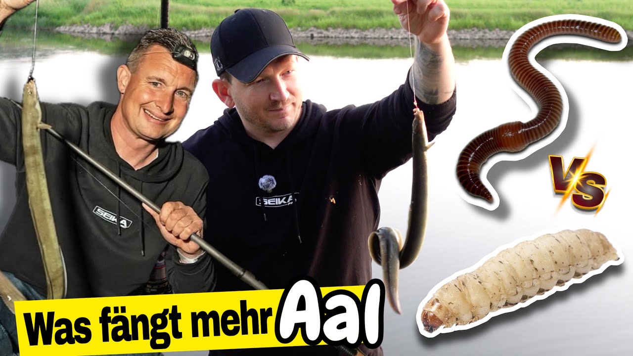 Wahnsinns AAL Nacht. Wir testen Bienenmade gegen Tauwurm.