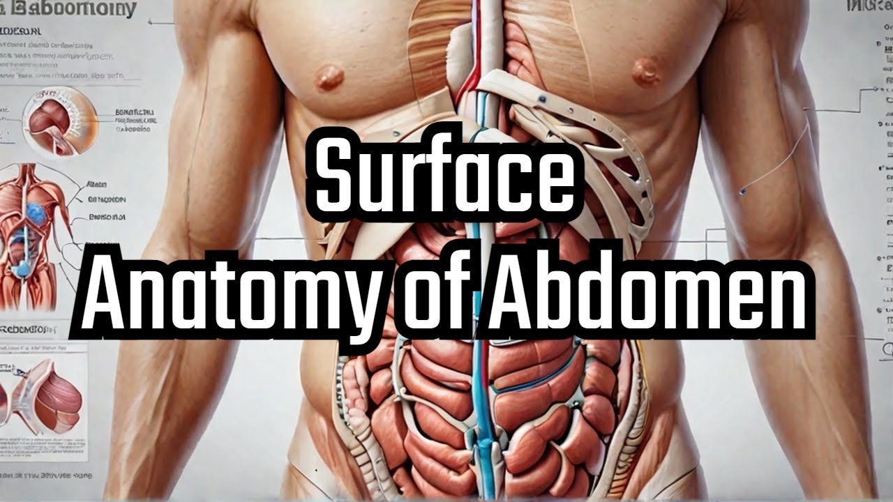 2. Surface Anatomy of Abdomen : MBBS Lecture
