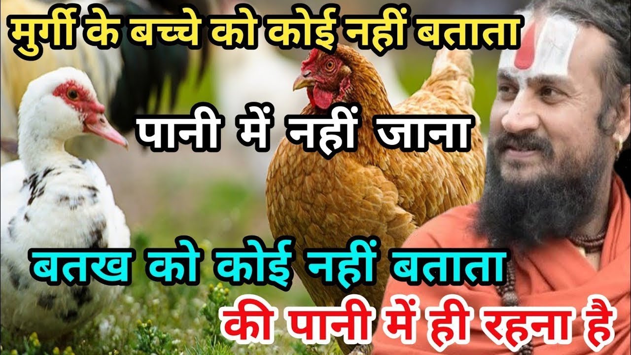 मुर्गी के बच्चे को कोई नहीं बताता कि पानी में मत जाना | vipin Bihari Das Bundeli Bhagwat katha