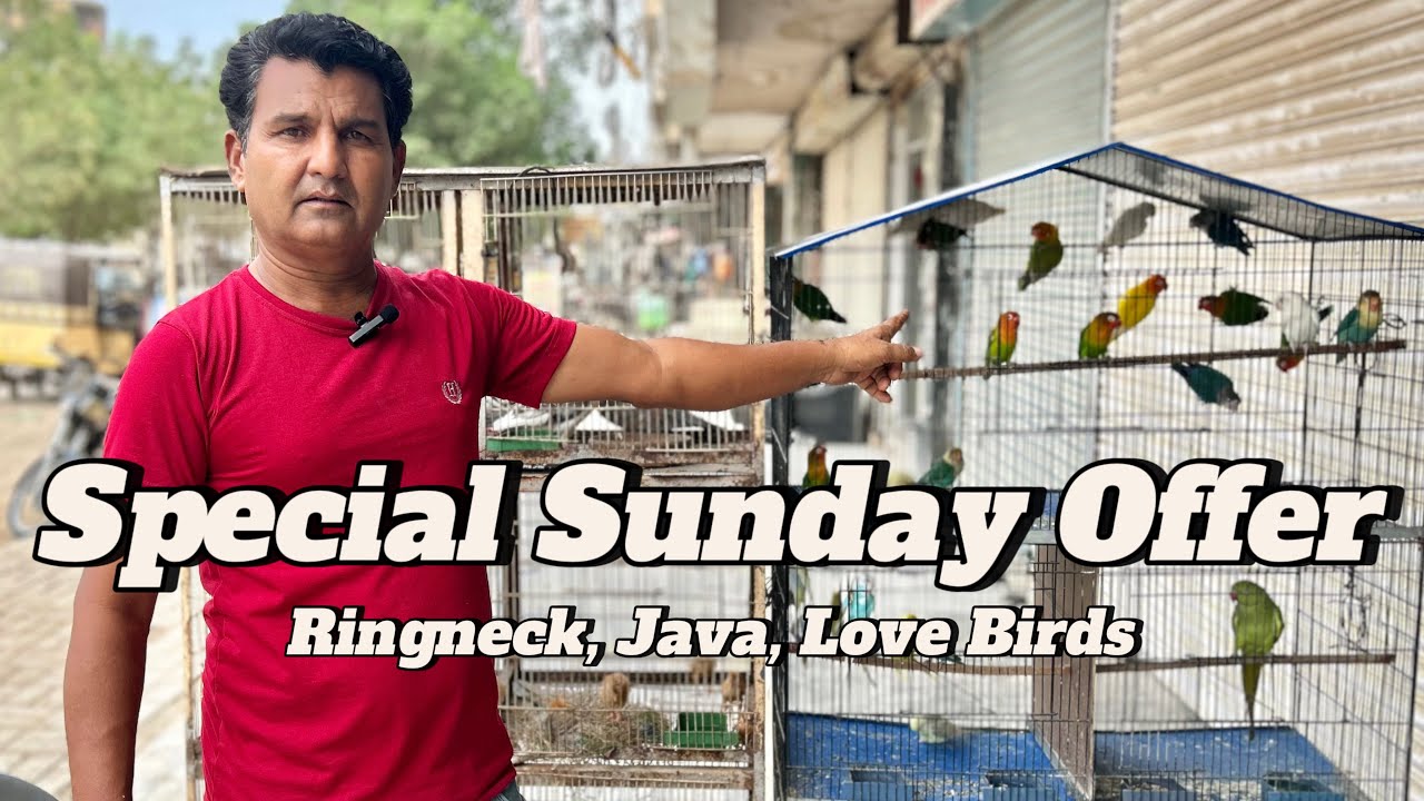 Special Sunday Offer | Parinda Party & Others | 20/07/25 | North Karachi