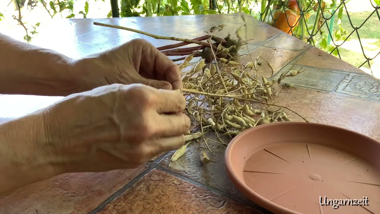 UNGARN GARTEN RADIESCHEN SAATGUT - Lass 5 Radieschen stehen und schau was daraus wird