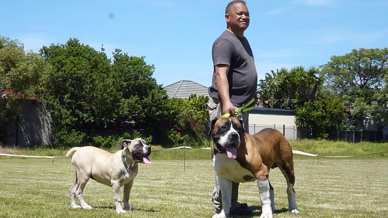 Appraisal Scores of Ysterberg Mouzer Haaker - 2 Years Old (Male)