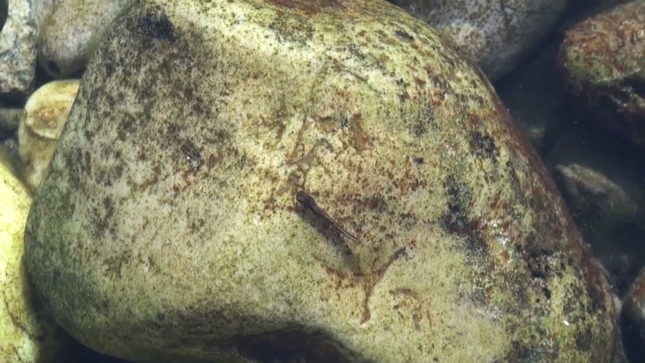 JUVENILE TROUT, MILLENNIUM CRK  2026