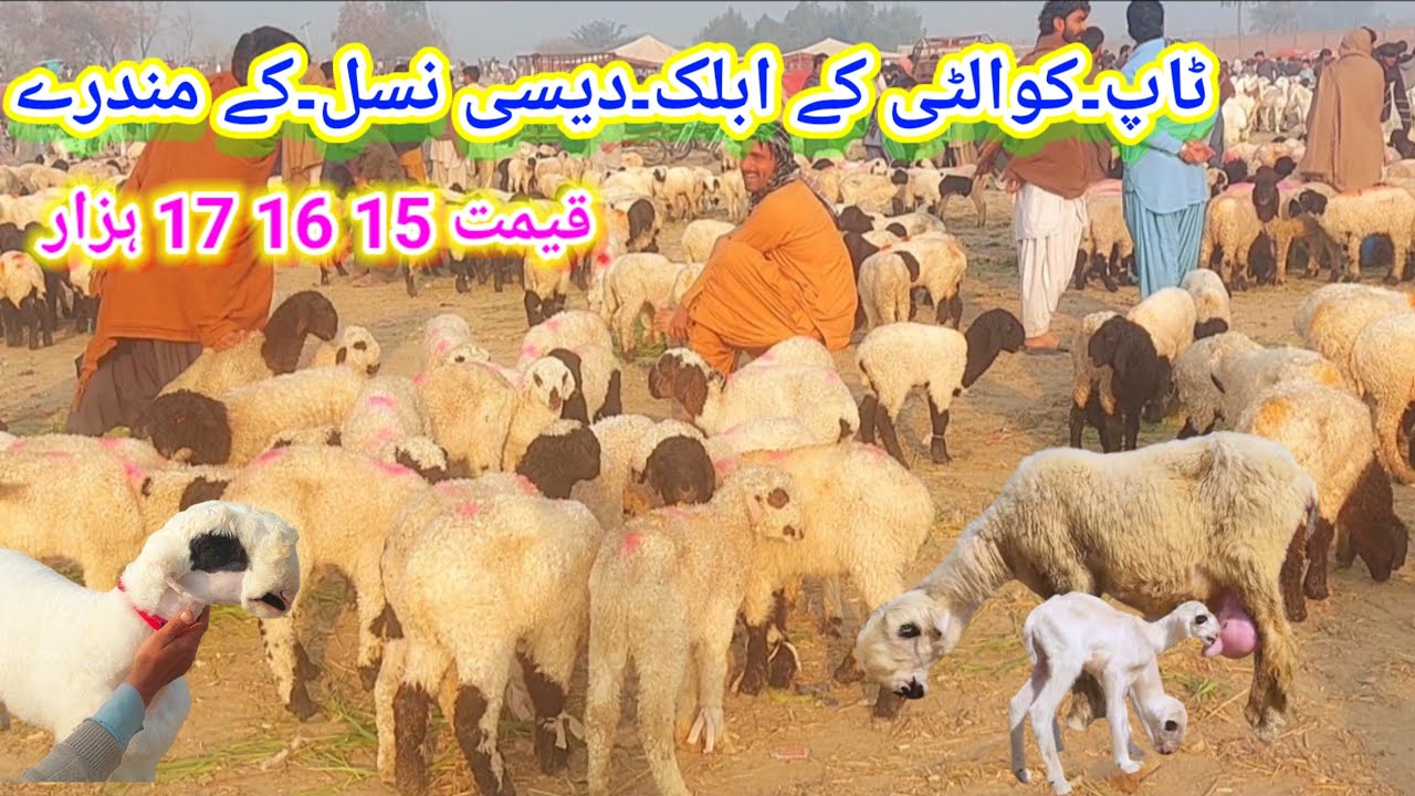 ٹاپ کوالٹی کے ابلک دیسی نسل کے مندرے قیمت 15 16 17 ہزار ایک بار ویزٹ کریں 03321400186 📱☎️