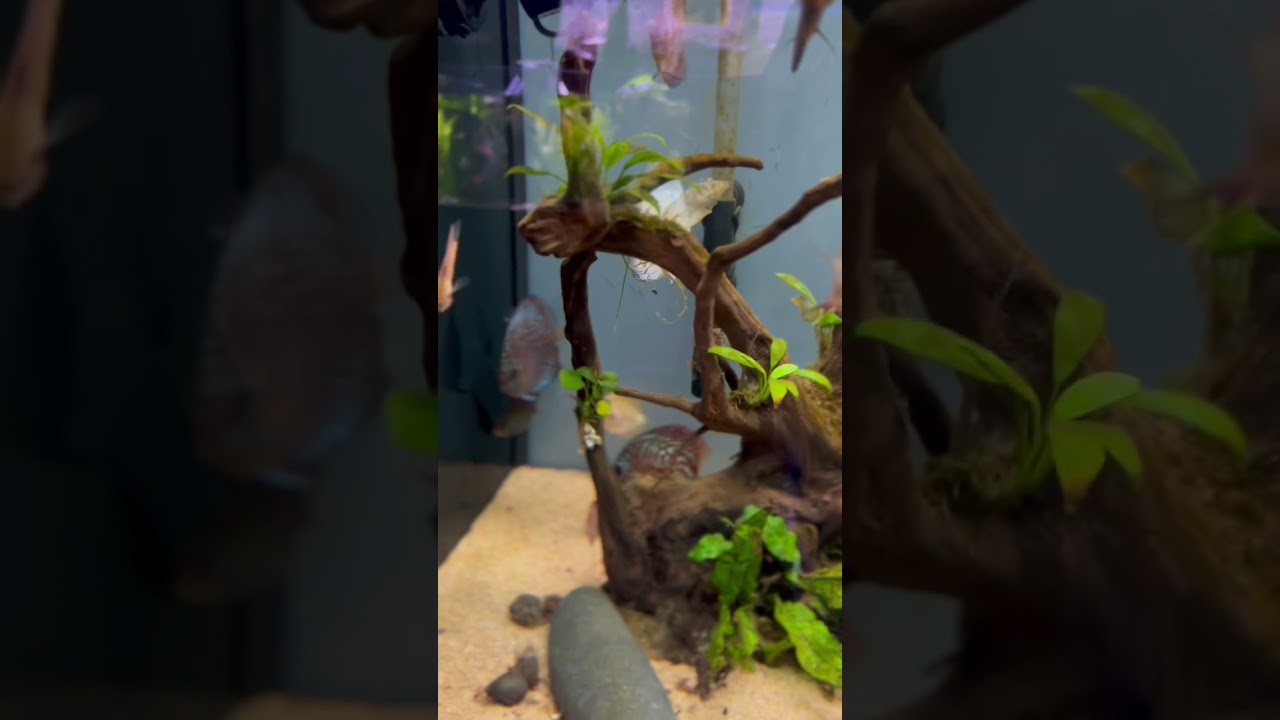 Discus Tank Worlds Under Water