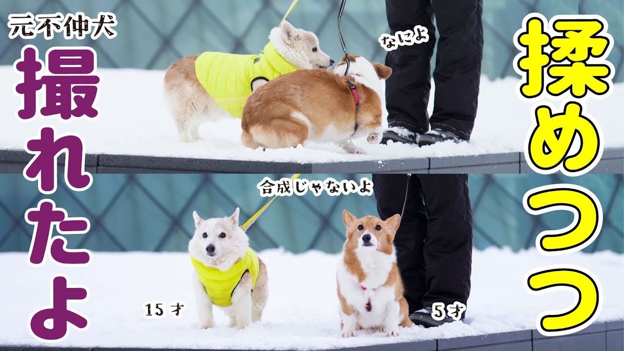 2026年の目標は16才を迎えることです！