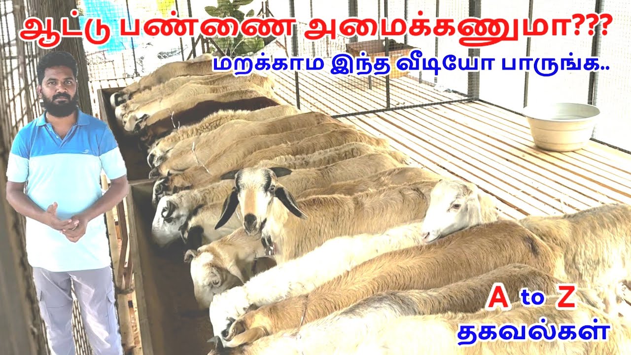 ஆட்டு பண்ணை முழு தகவல்கள் | ஆடு வளர்ப்பில் இவ்வளவு இருக்கா | தீபாவளி கறி குட்டிகள்  | பரன் அமைத்தல்