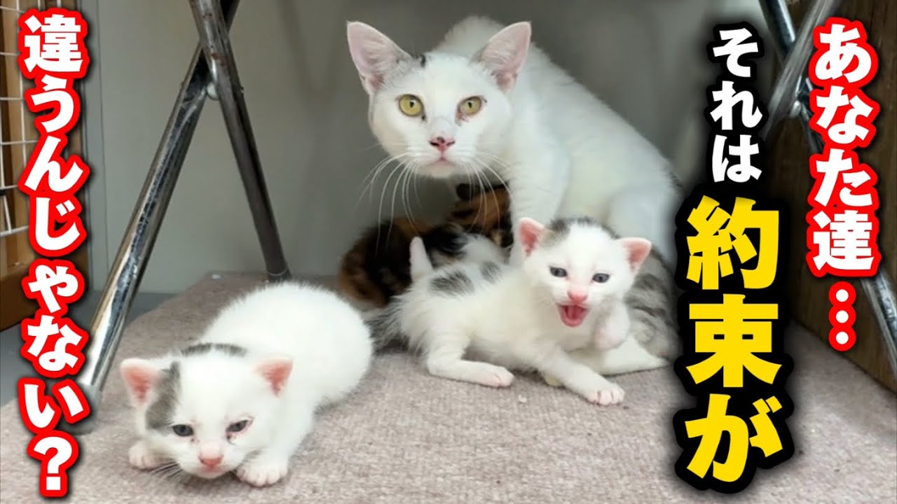 生後3週間の子猫のママとの約束を破ってしまい怒られました