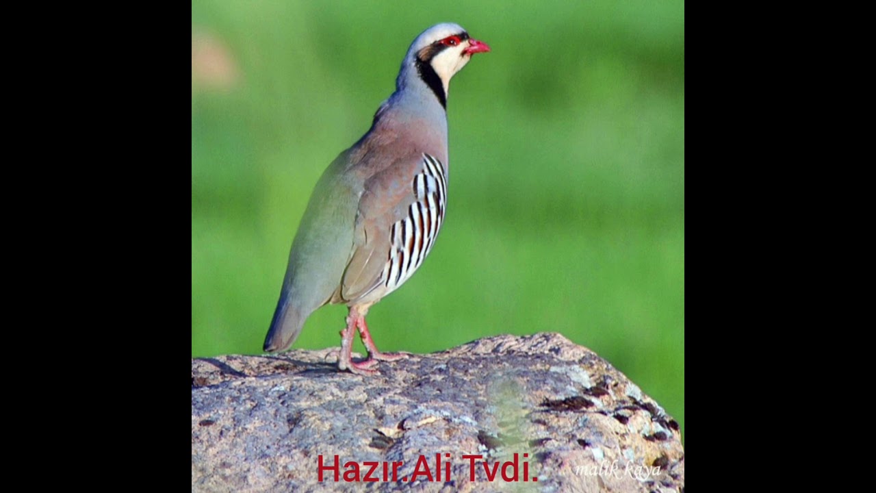 Hewayé Sewdini/ Sey Qaji ( Zazaca) /  Sait Bakşi                           Hazır.Ali Tvdi.