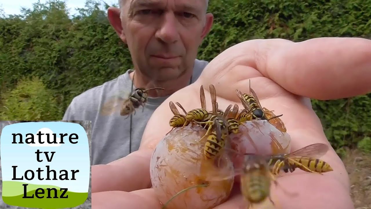 Hornet and yellow jackets on my hands.  Spoken by Hans J. Sittig.