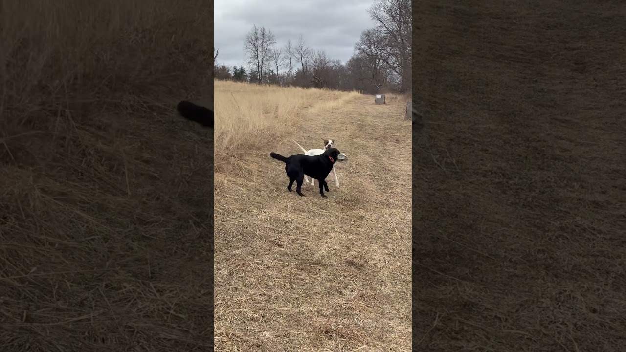 Farm dogs playing keep away #farmdogs #farmvlogger #farmlifeisthebestlife