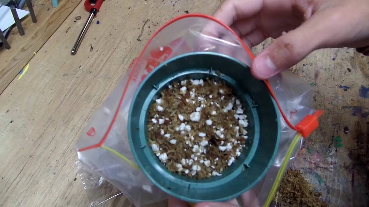 Planting S. Oreophila seeds (cold stratification)