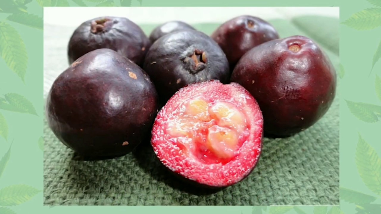 Conheça essa fruta exótica Araçá una