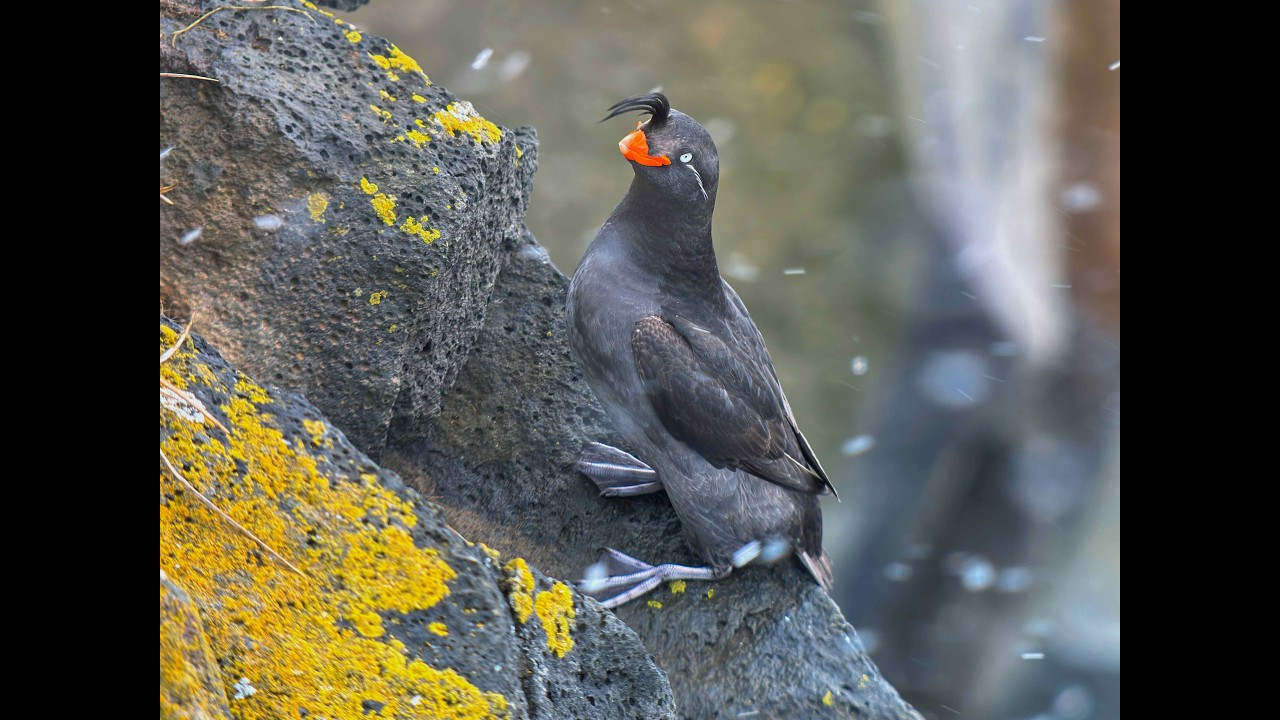 Spring Birding in Alaska by Joe Hammond